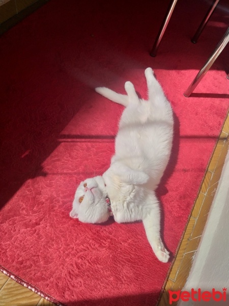 Scottish Fold, Kedi  Bulut fotoğrafı