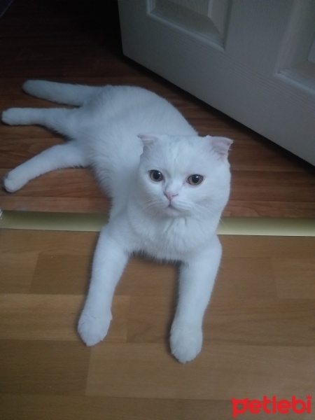 Scottish Fold, Kedi  Bulut fotoğrafı