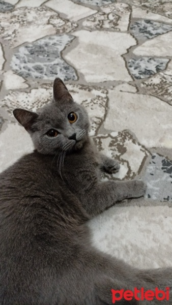 British Shorthair, Kedi  ŞURUP fotoğrafı