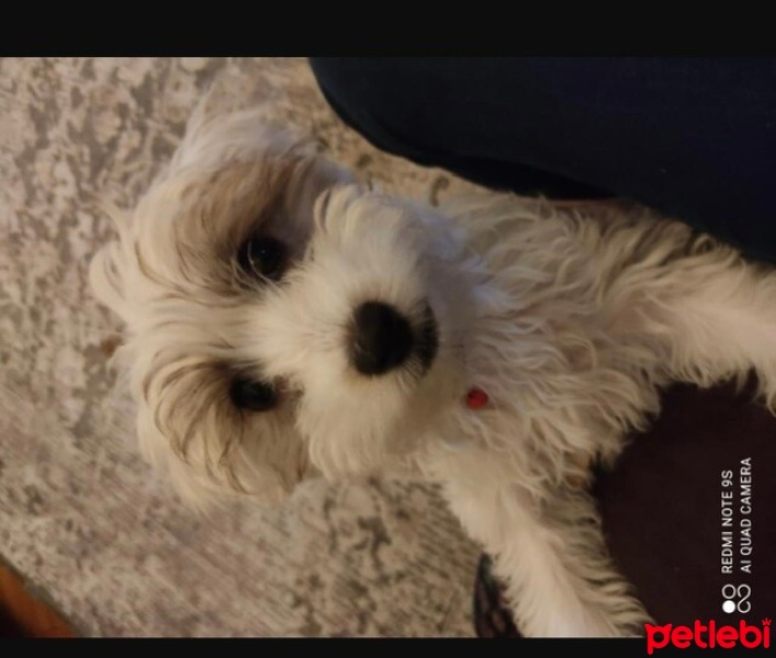 Maltese, Köpek  Cookie fotoğrafı