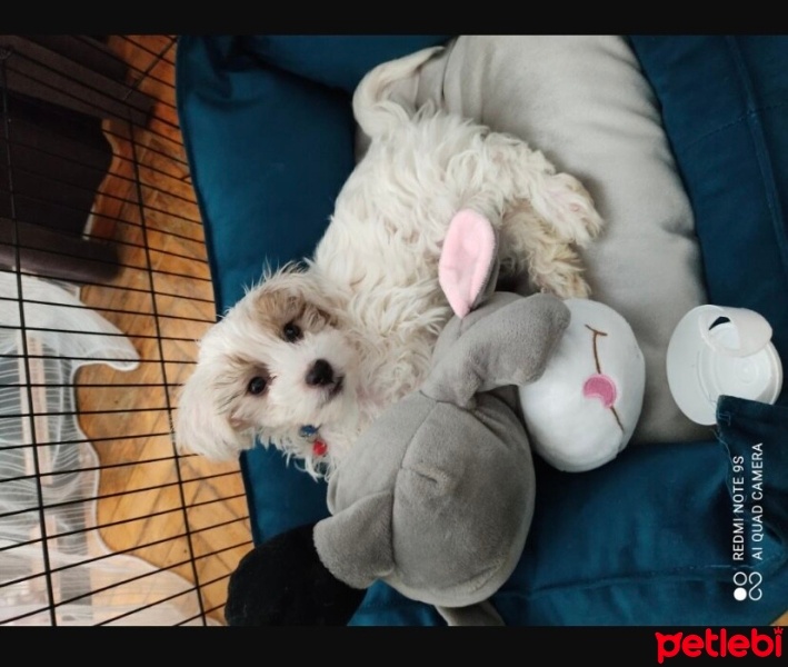 Maltese, Köpek  Cookie fotoğrafı
