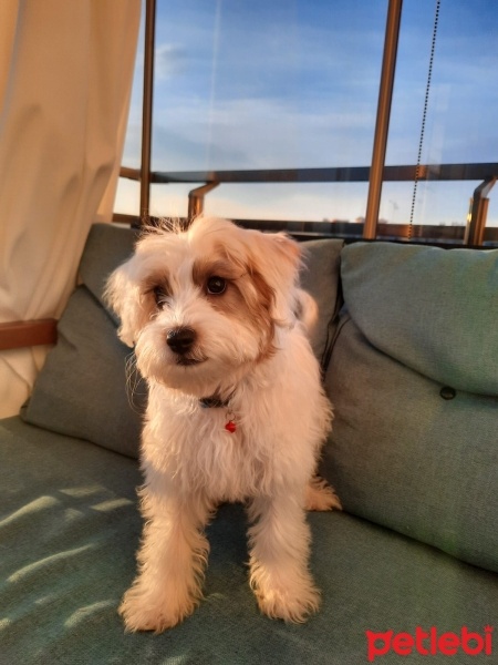 Maltese, Köpek  Cookie fotoğrafı