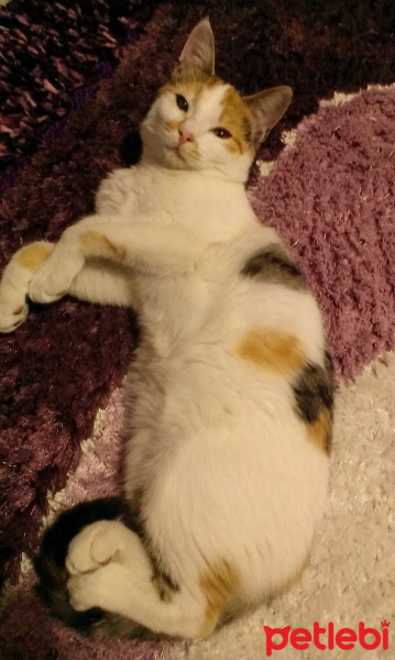 Tekir Kedi, Kedi  Güneş fotoğrafı