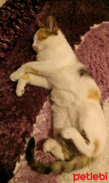 Tekir Kedi, Kedi  Güneş fotoğrafı