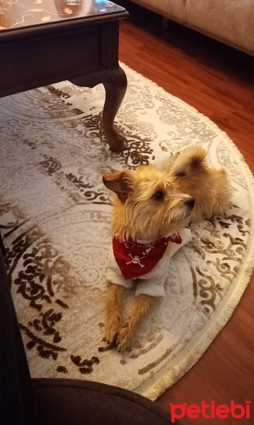 Yorkshire Terrier, Köpek  Tia fotoğrafı