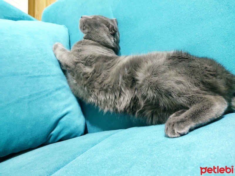 Scottish Fold, Kedi  Çakıl fotoğrafı