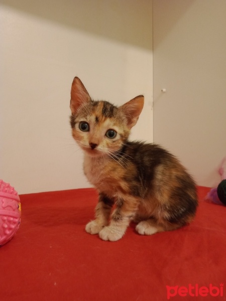 Ankara Kedisi, Kedi  Kiraz fotoğrafı