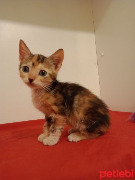 Ankara Kedisi, Kedi  Kiraz fotoğrafı