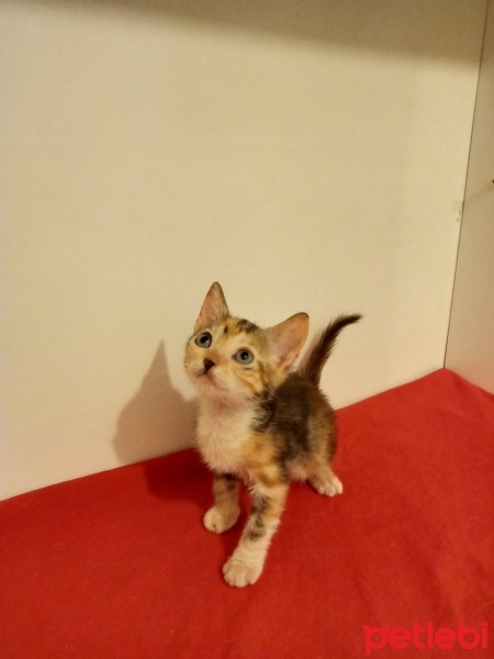 Ankara Kedisi, Kedi  Kiraz fotoğrafı