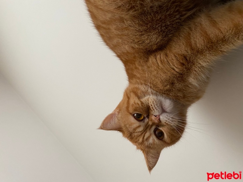 Exotic Shorthair, Kedi  Cookie fotoğrafı
