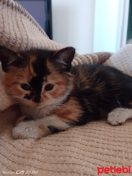 Tekir Kedi, Kedi  karamel fotoğrafı