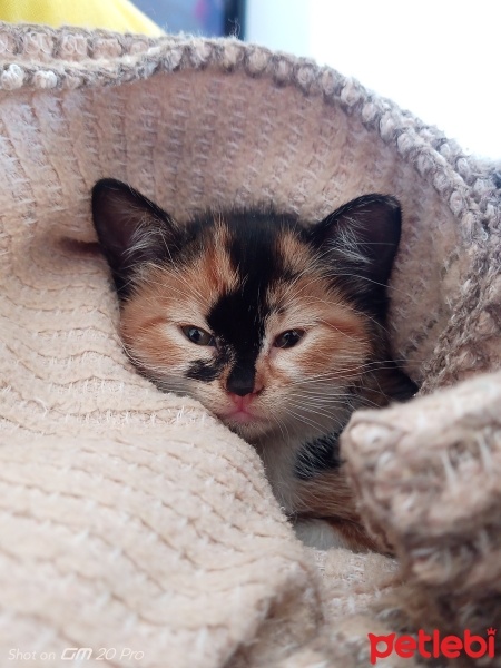 Tekir Kedi, Kedi  karamel fotoğrafı
