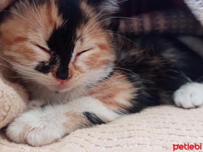 Tekir Kedi, Kedi  karamel fotoğrafı