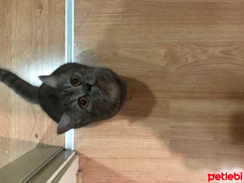 British Shorthair, Kedi  İncir fotoğrafı