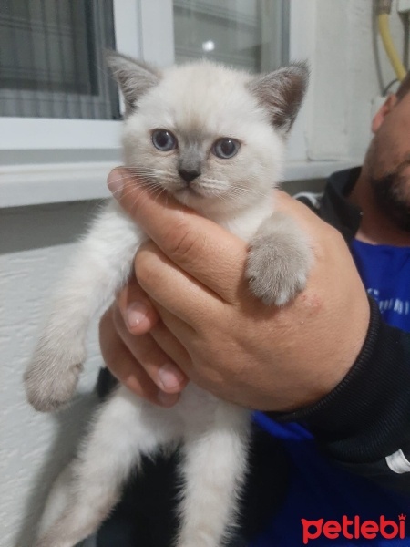 Burmilla (Silver Burmese), Kedi  oscar fotoğrafı