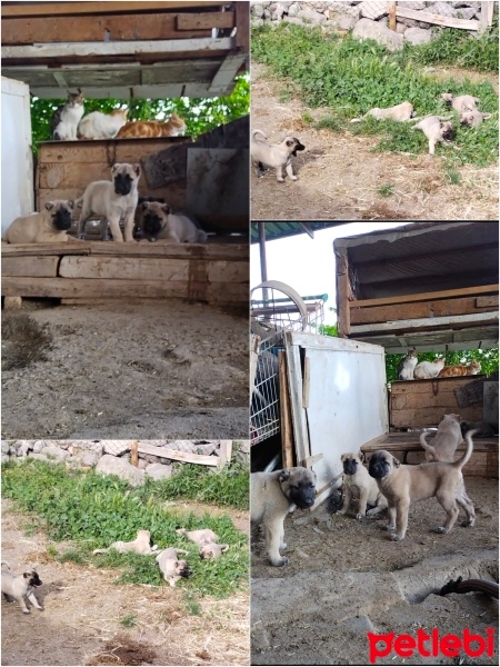 Kangal, Köpek  3 dişi 2 erkek ırk çoban kangal fotoğrafı
