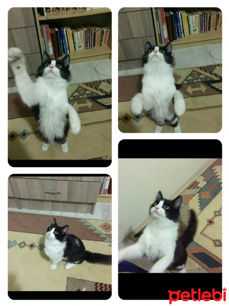 Tekir Kedi, Kedi  Ozan fotoğrafı