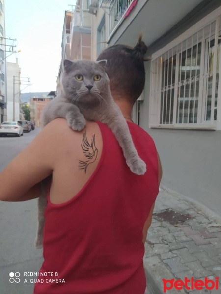 Scottish Fold, Kedi  Paşa fotoğrafı