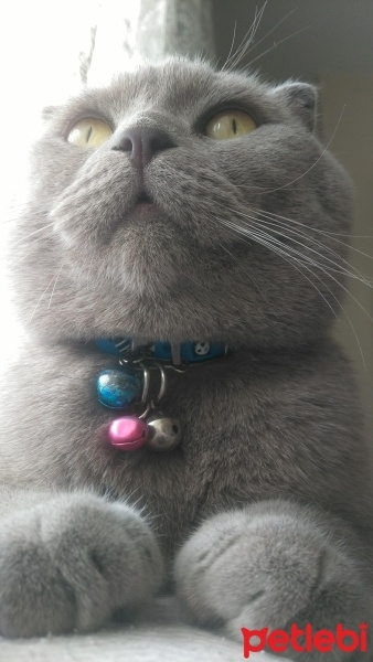 Scottish Fold, Kedi  Paşa fotoğrafı