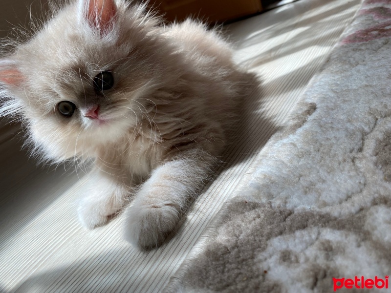 Chinchilla, Kedi  Susam fotoğrafı