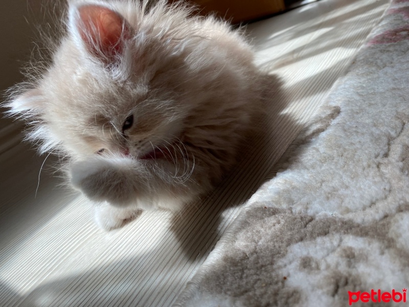 Chinchilla, Kedi  Susam fotoğrafı