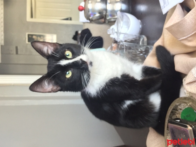 Tekir Kedi, Kedi  Sütlaç fotoğrafı