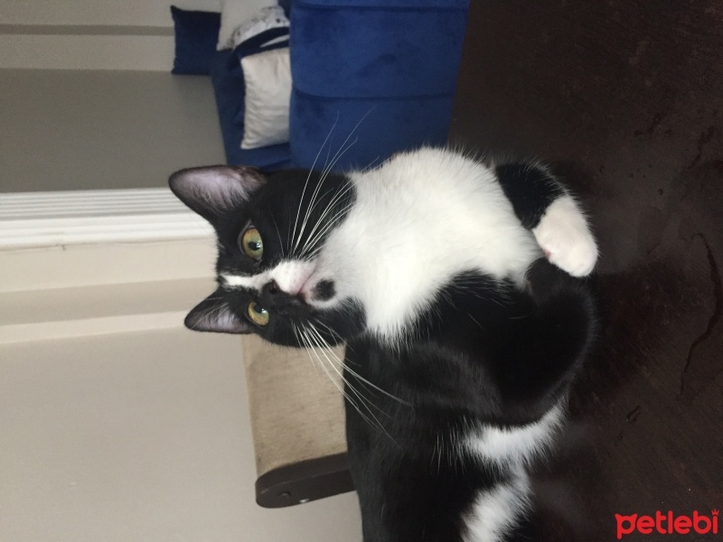 Tekir Kedi, Kedi  Sütlaç fotoğrafı