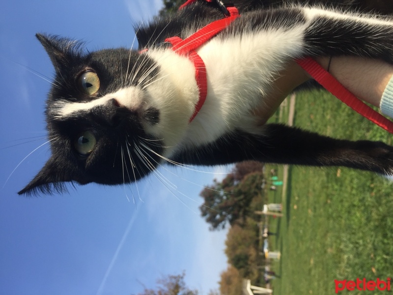 Tekir Kedi, Kedi  Sütlaç fotoğrafı