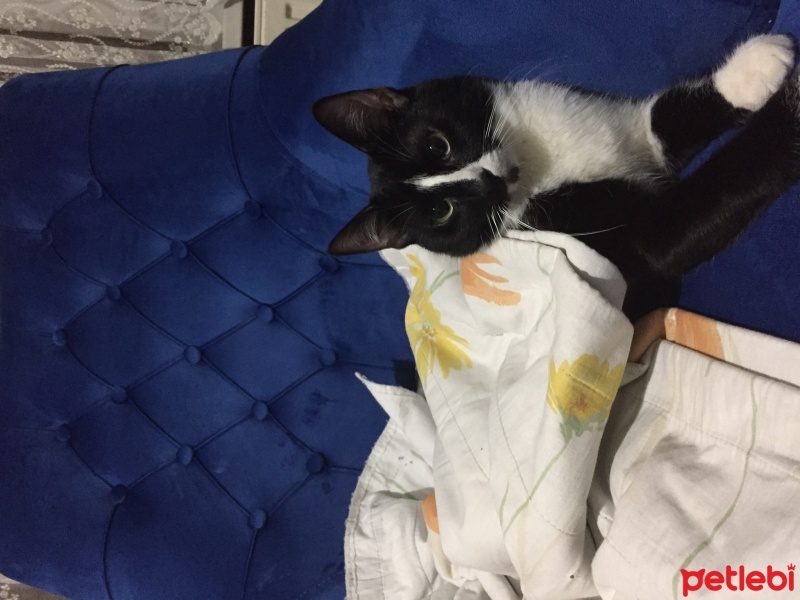 Tekir Kedi, Kedi  Sütlaç fotoğrafı