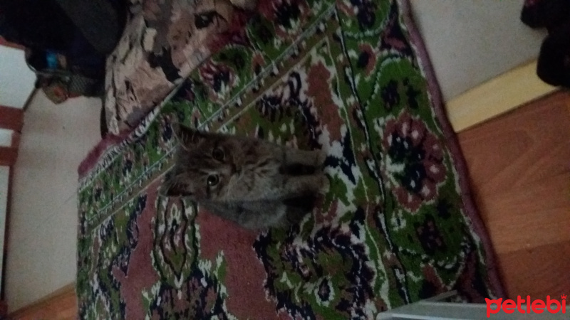 Tekir Kedi, Kedi  Bud fotoğrafı