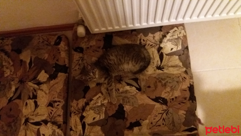 Tekir Kedi, Kedi  Bud fotoğrafı