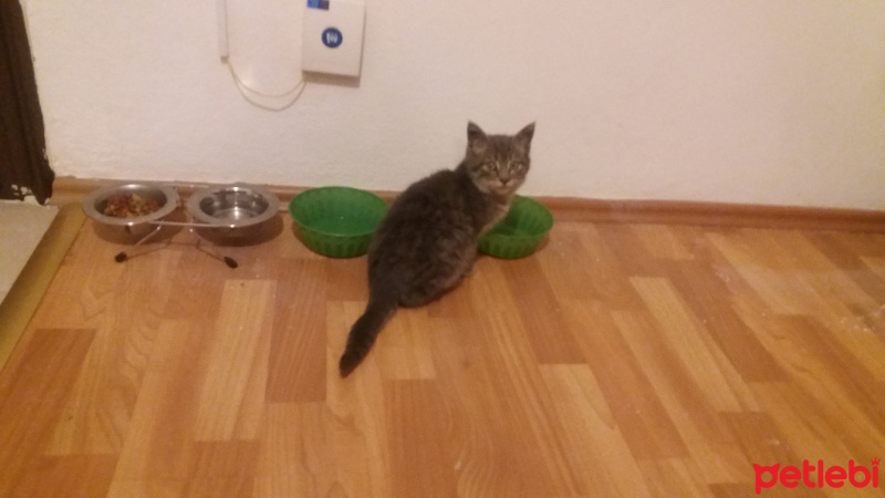 Tekir Kedi, Kedi  Bud fotoğrafı
