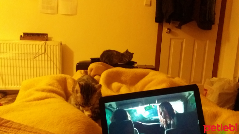 Tekir Kedi, Kedi  Bud fotoğrafı