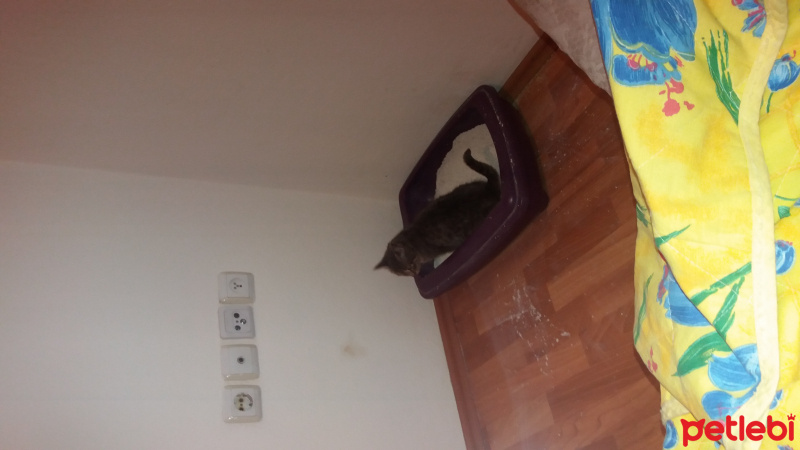 Tekir Kedi, Kedi  Bud fotoğrafı