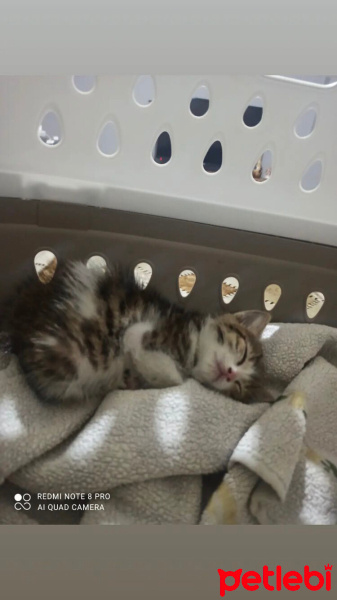 Tekir Kedi, Kedi  Gece fotoğrafı