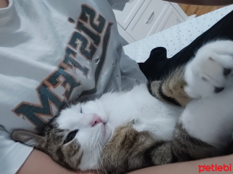 Tekir Kedi, Kedi  Zeytin fotoğrafı