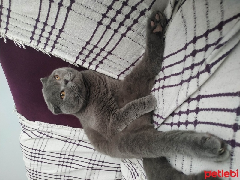 Scottish Fold, Kedi  FİKO fotoğrafı