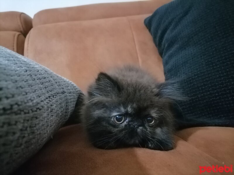 İran Kedisi (Persian), Kedi  Soya fotoğrafı