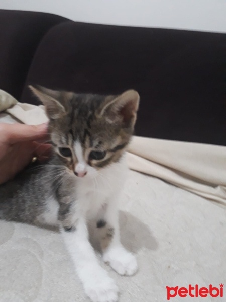 Tekir Kedi, Kedi  GRIM fotoğrafı
