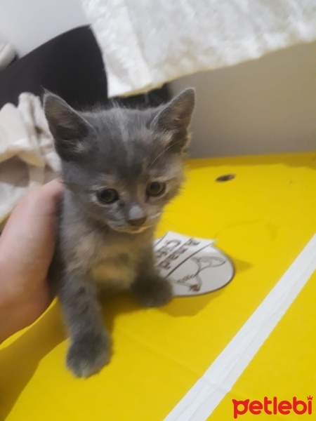 Tekir Kedi, Kedi  DUMI fotoğrafı