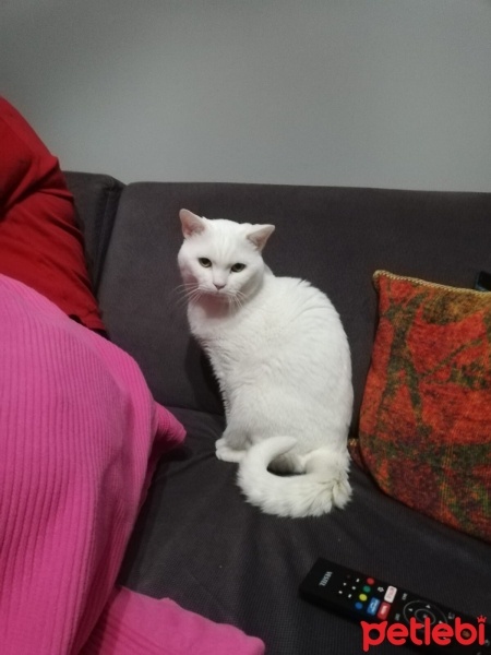 British Shorthair, Kedi  YUMAK fotoğrafı