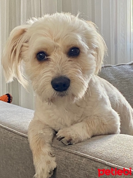 Maltese, Köpek  LATTO fotoğrafı