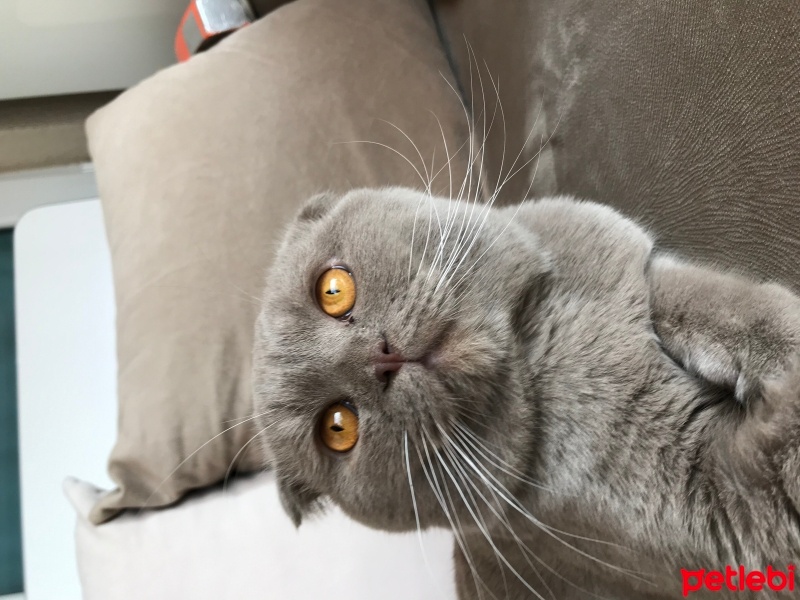 Scottish Fold, Kedi  Paşa fotoğrafı