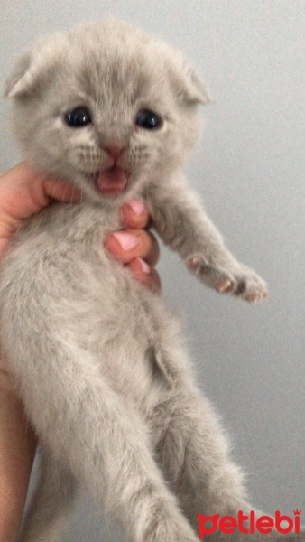 Scottish Fold, Kedi  scottish fotoğrafı