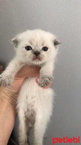 Scottish Fold, Kedi  scottish fotoğrafı