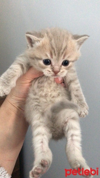 Scottish Fold, Kedi  scottish fotoğrafı