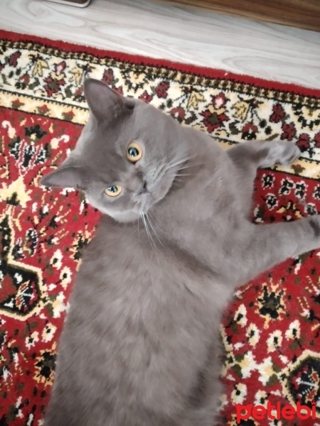 Scottish Fold, Kedi  scottish fotoğrafı