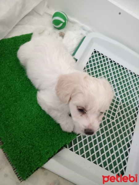 Maltese, Köpek  Köpük fotoğrafı