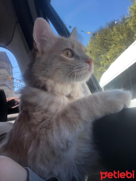 Sarman, Kedi  Latte fotoğrafı