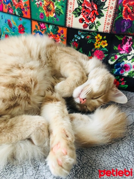 Sarman, Kedi  Latte fotoğrafı
